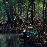 Mangroves, Los Haitises Ntl Park